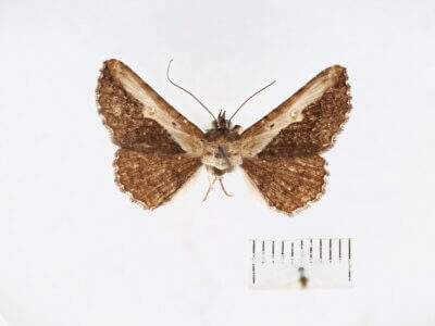 dorsal view of adult Selenisa sueroides