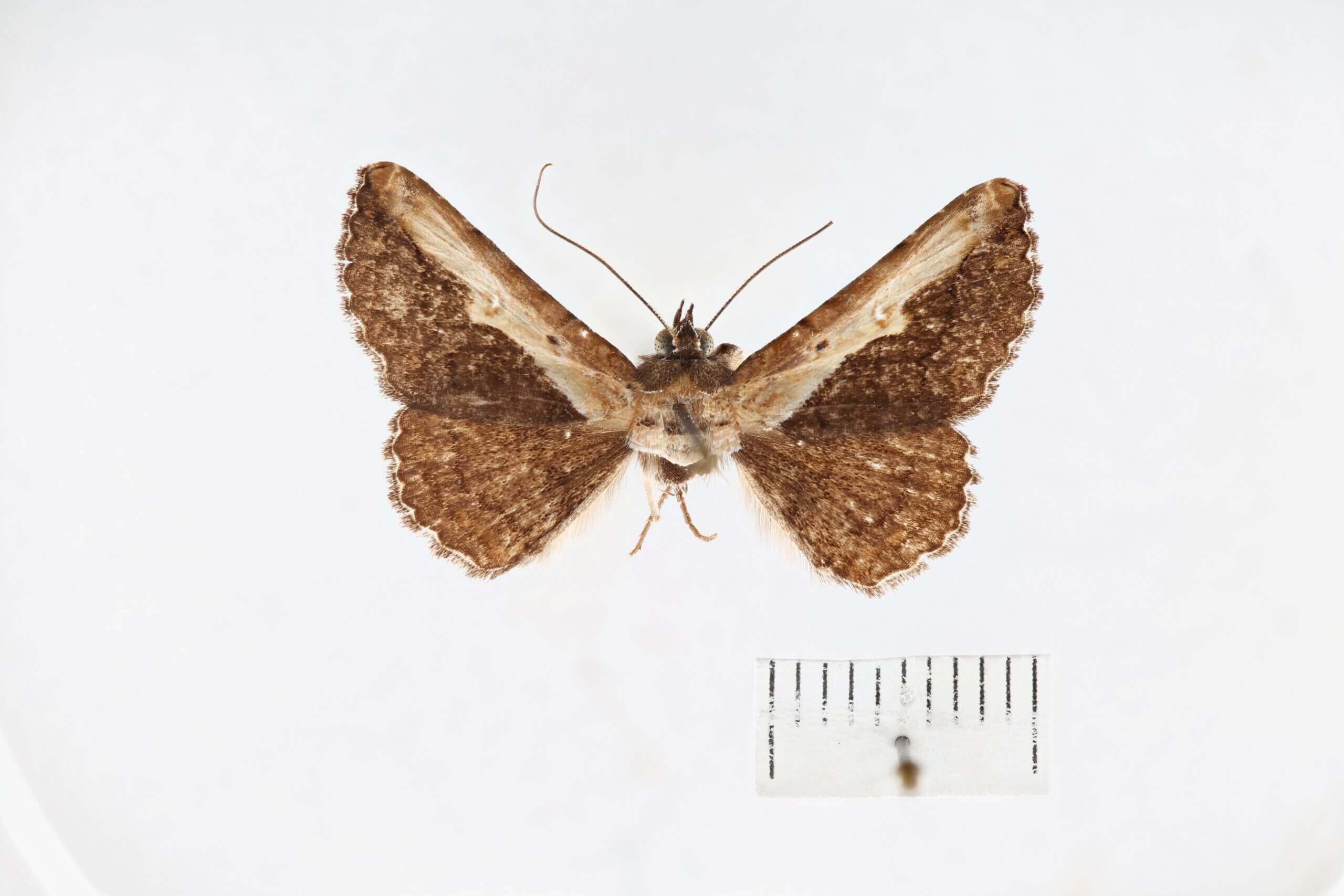 dorsal view of adult Selenisa sueroides