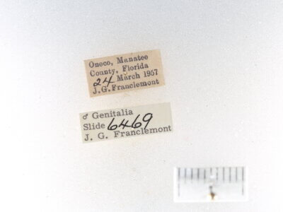 label view of adult Selenisa sueroides