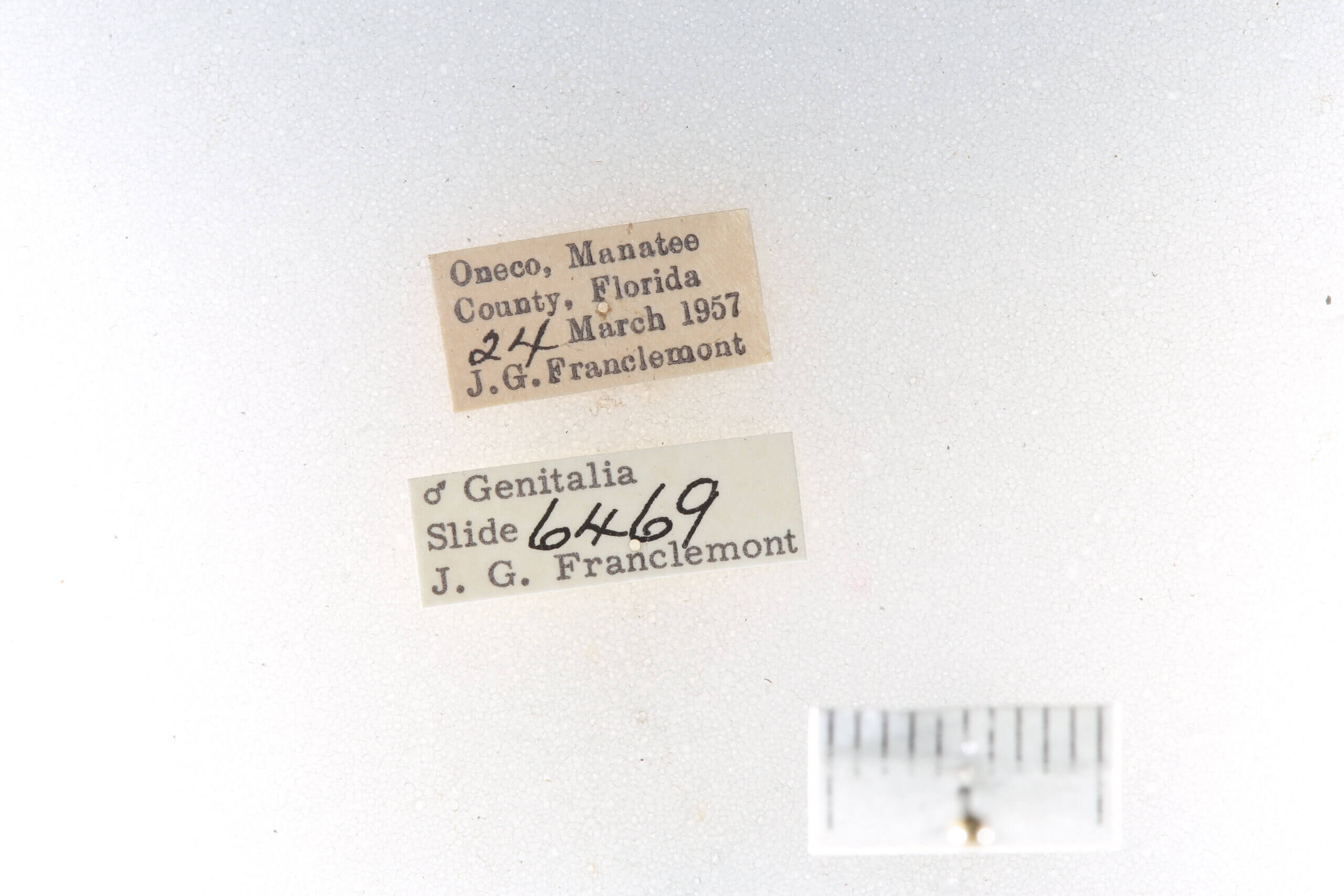 label view of adult Selenisa sueroides