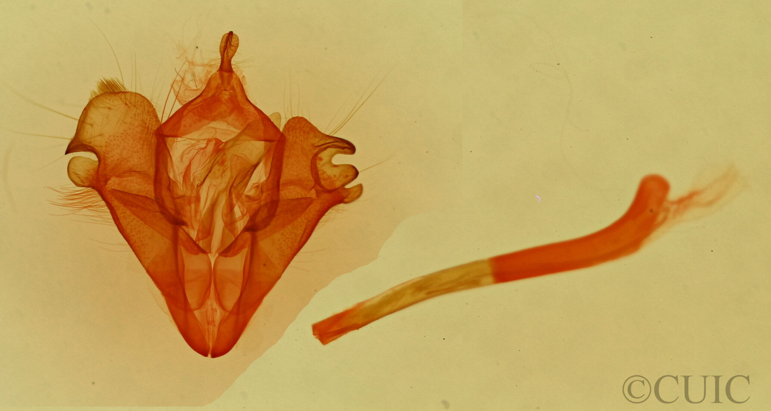 genitalia view of adult Selenisa sueroides