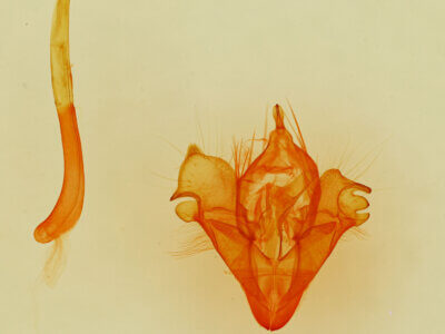 genitalia view of adult Selenisa sueroides