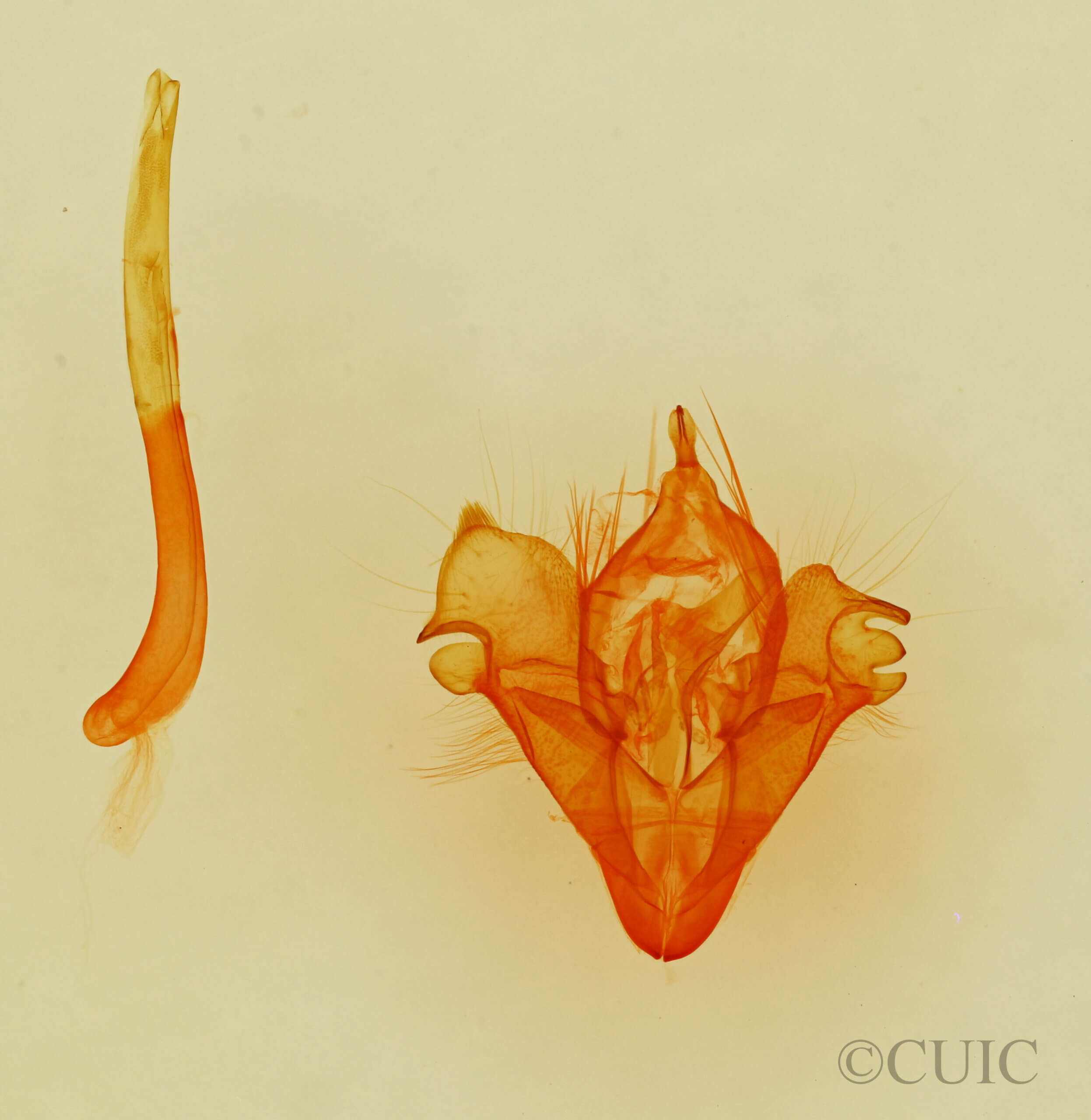 genitalia view of adult Selenisa sueroides