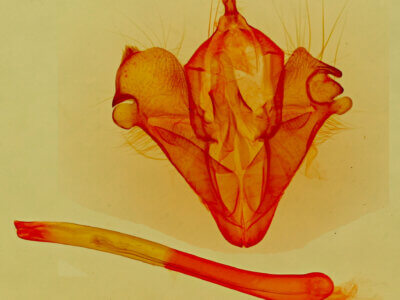 genitalia view of adult Selenisa sueroides