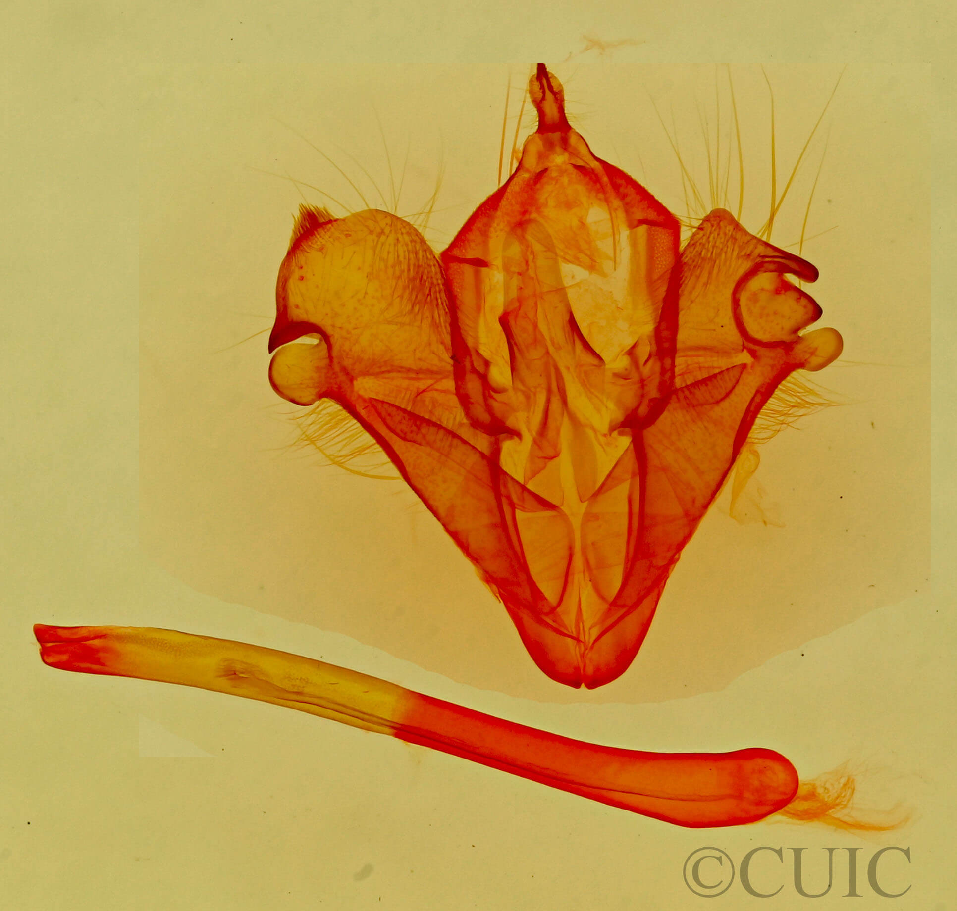 genitalia view of adult Selenisa sueroides