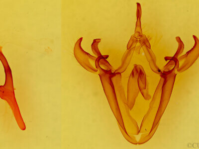 genitalia view of adult Mimophisma delunaris