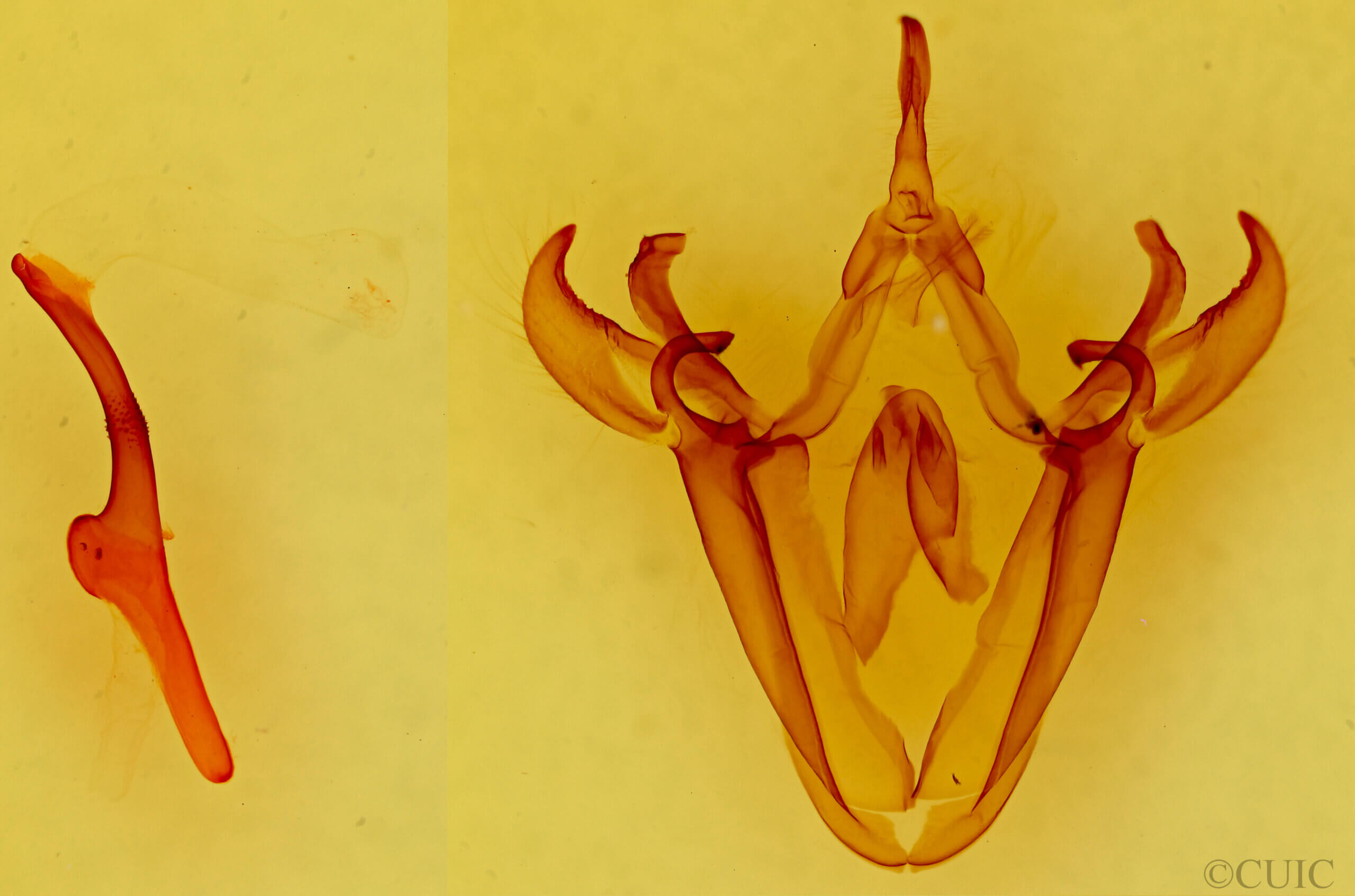 genitalia view of adult Mimophisma delunaris