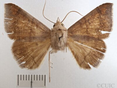 dorsal view of adult Mimophisma delunaris