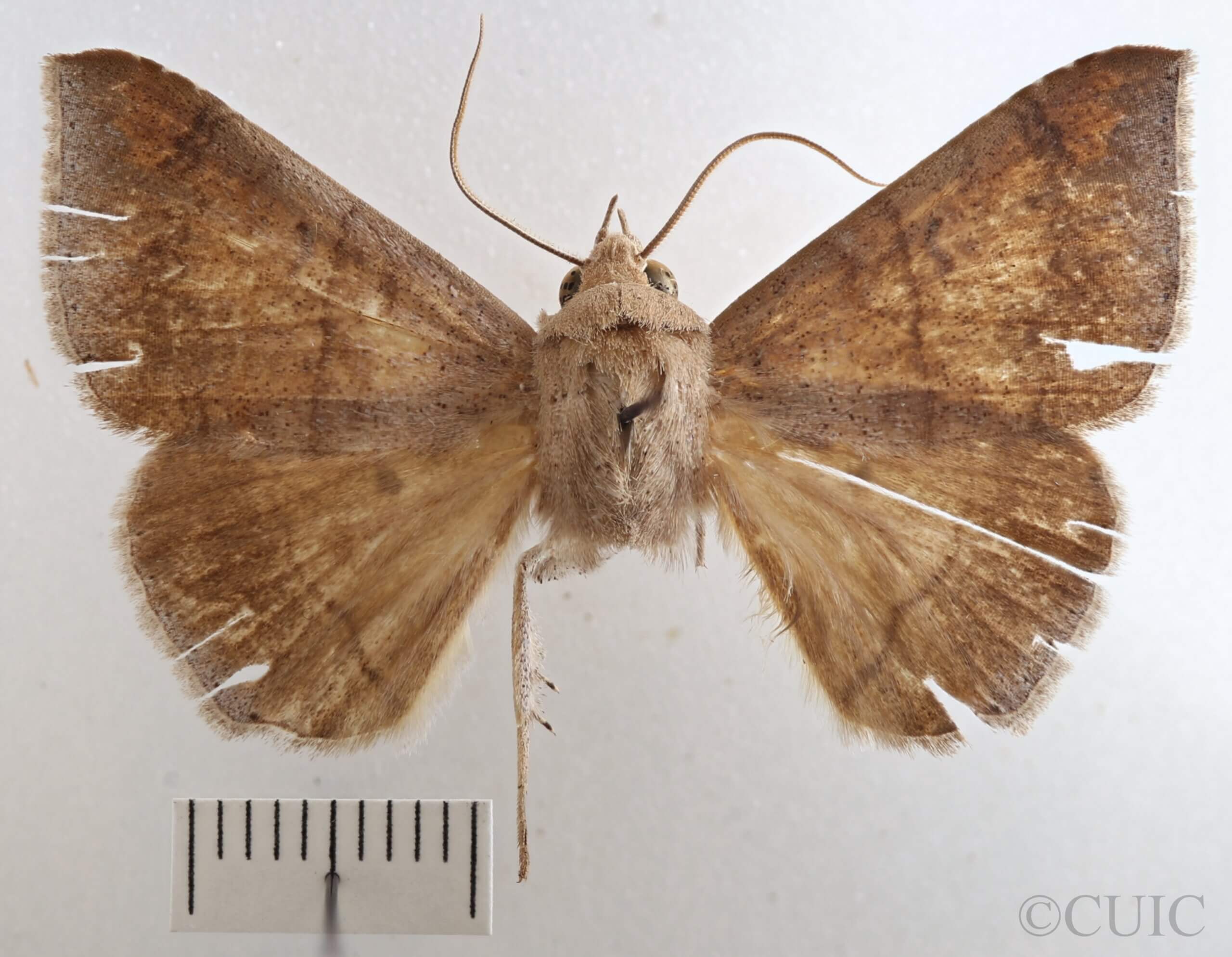 dorsal view of adult Mimophisma delunaris