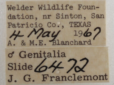 label view of adult Mimophisma delunaris