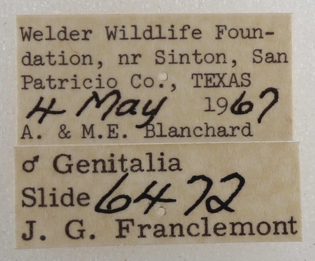 label view of adult Mimophisma delunaris