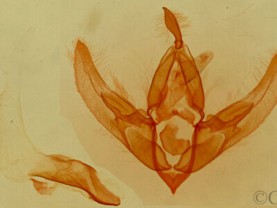 genitalia view of adult Bryolymnia viridata