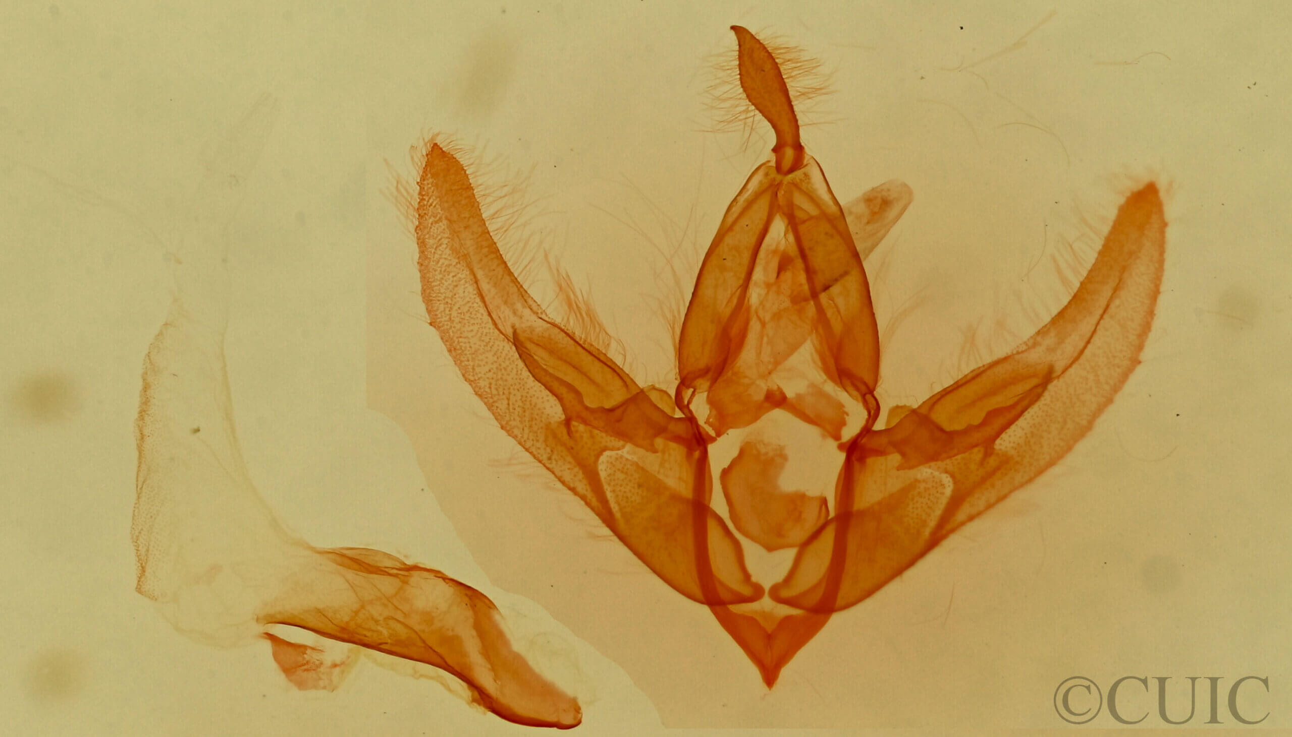 genitalia view of adult Bryolymnia viridata