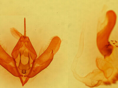 genitalia view of adult Acronicta fallax