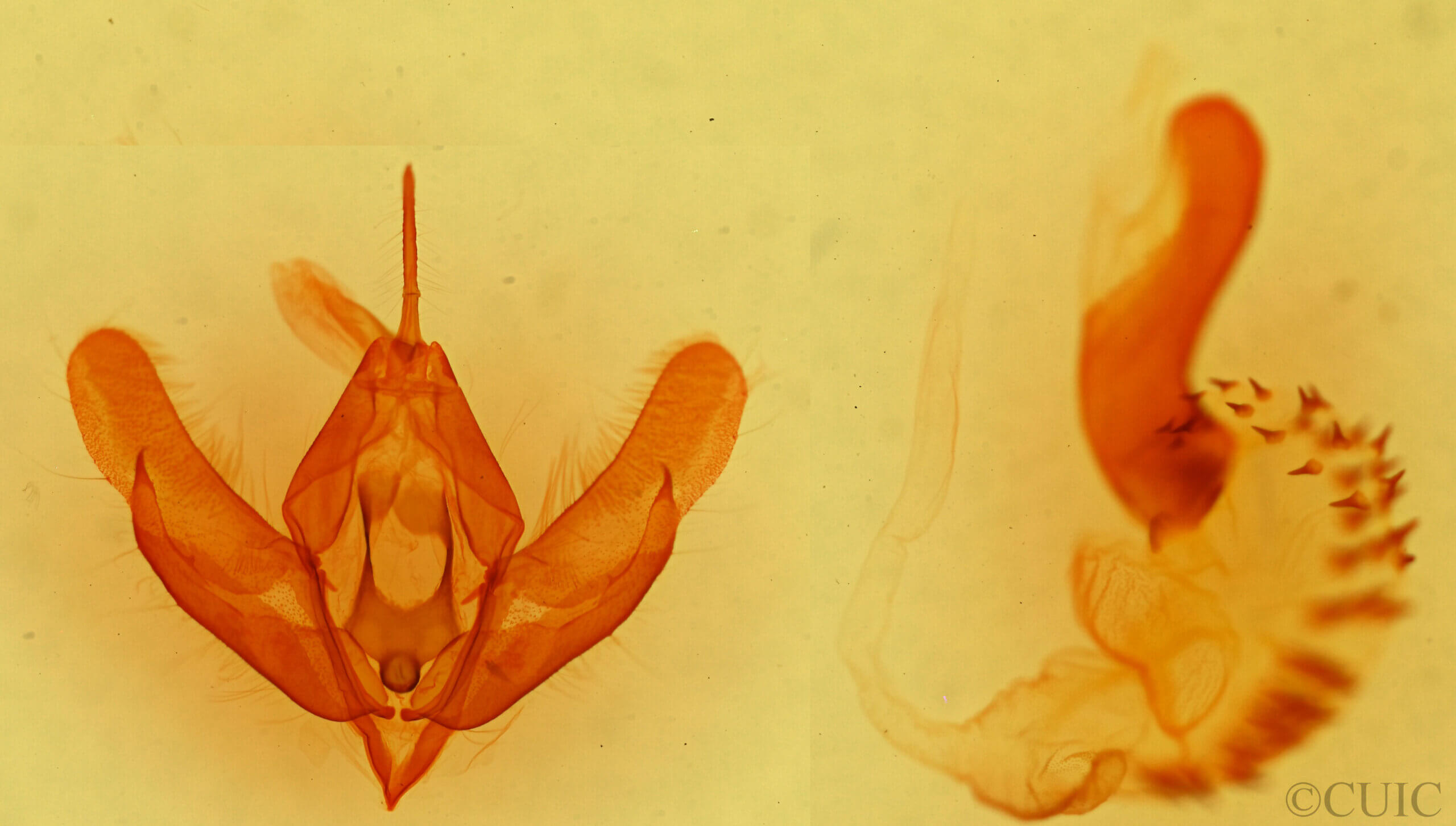 genitalia view of adult Acronicta fallax