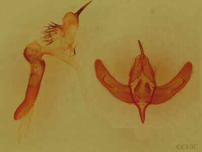genitalia view of adult Chloronycta tybo