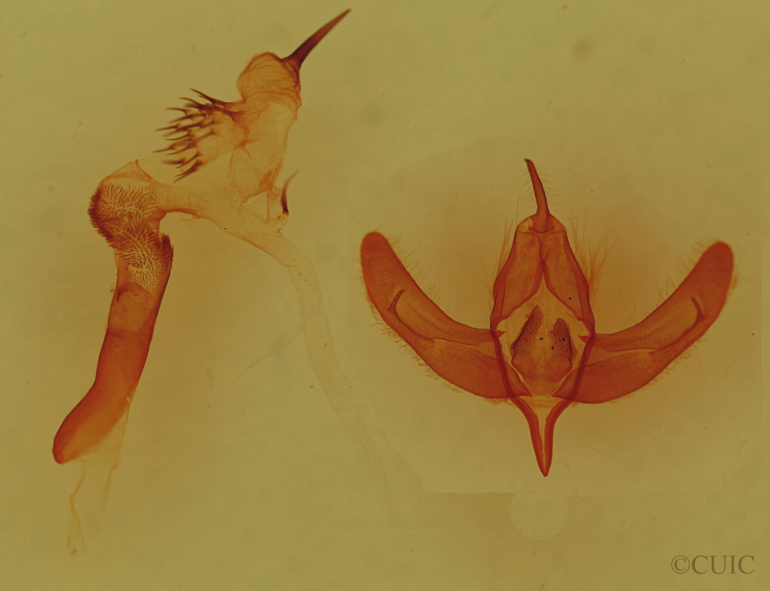 genitalia view of adult Chloronycta tybo