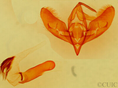 genitalia view of adult Cirrhophanus dyari