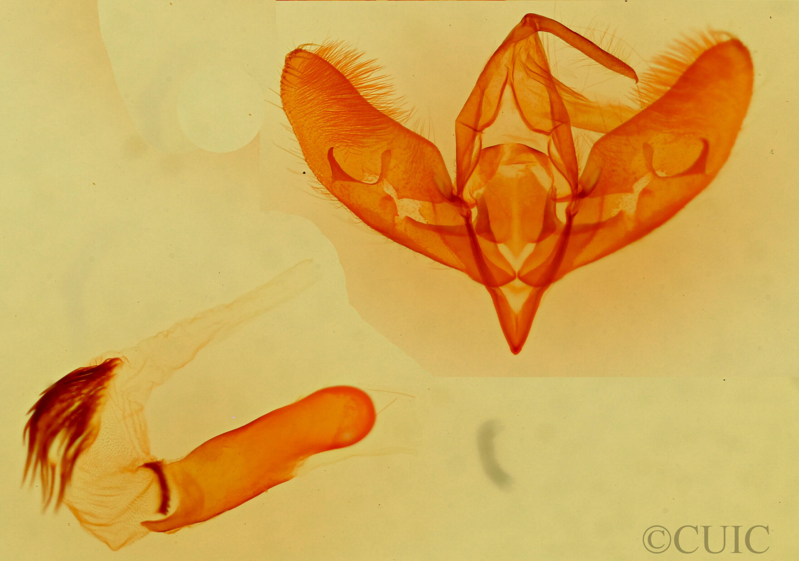 genitalia view of adult Cirrhophanus dyari