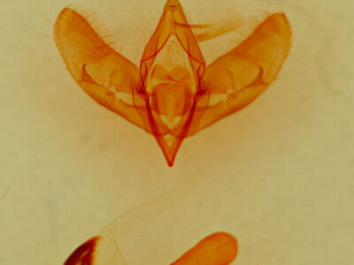 genitalia view of adult Cirrhophanus dyari