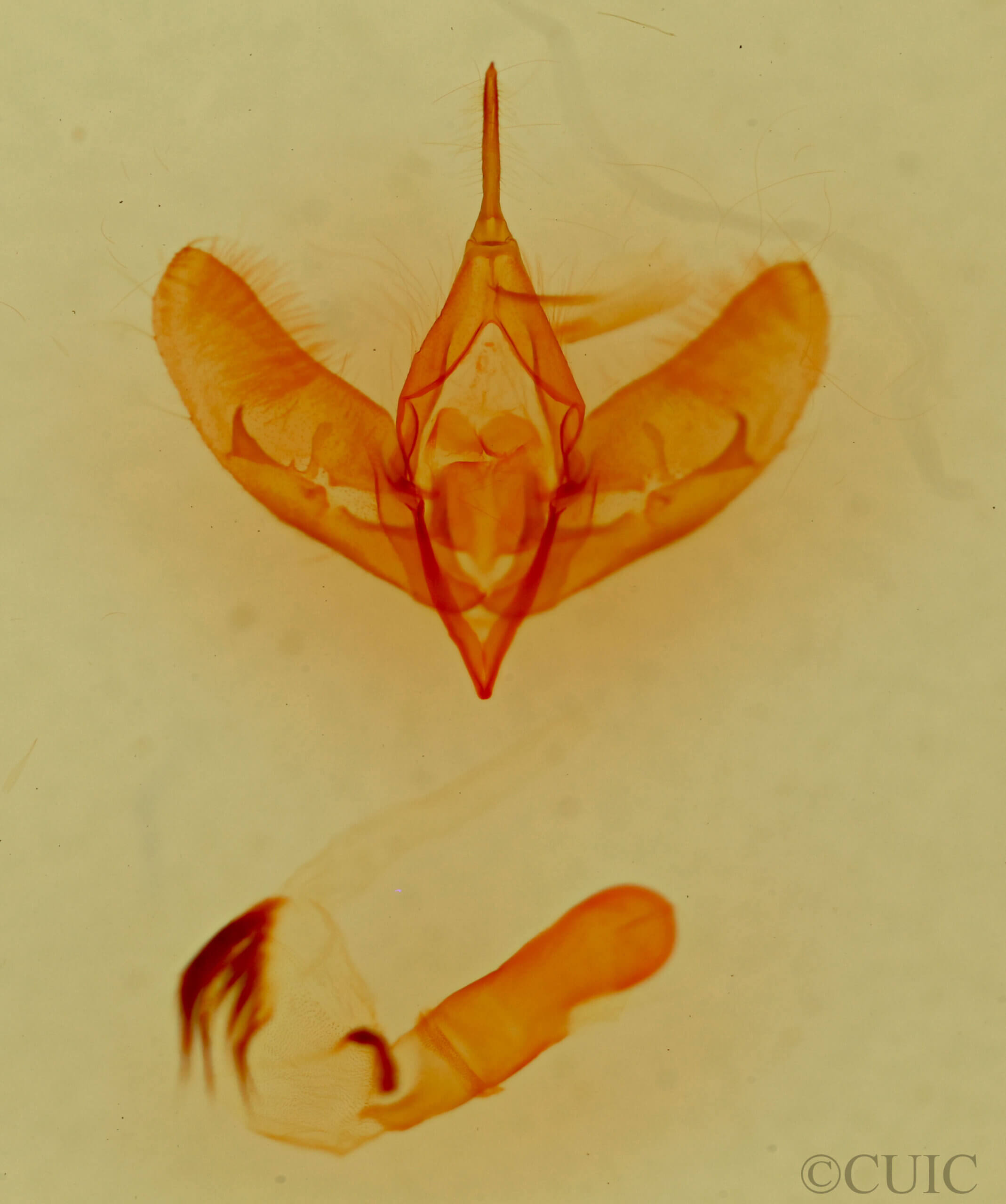 genitalia view of adult Cirrhophanus dyari