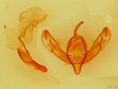 genitalia view of adult Dichagyris madida