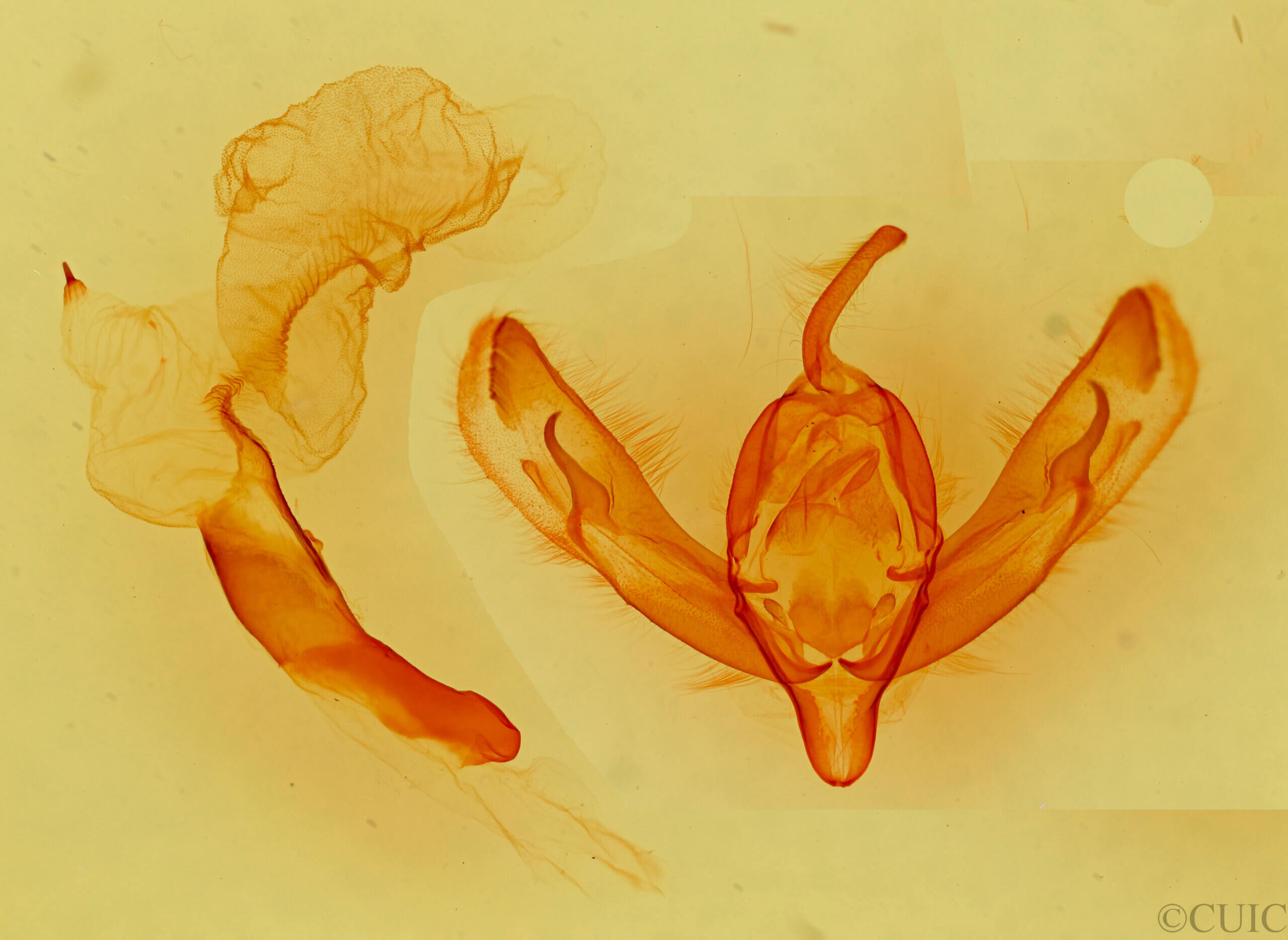 genitalia view of adult Dichagyris madida