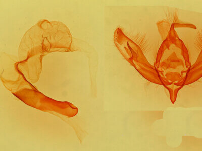 genitalia view of adult Dichagyris lobato