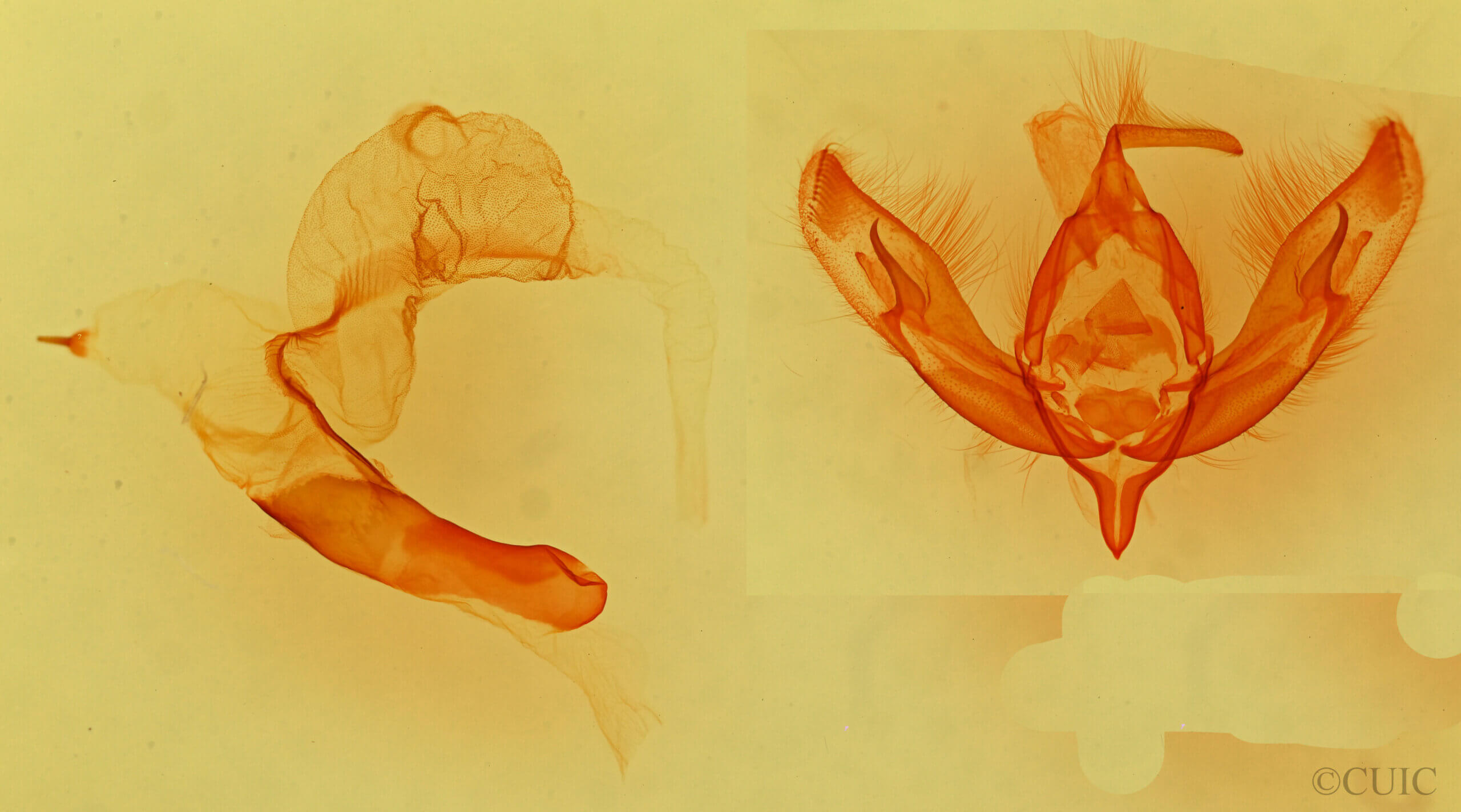 genitalia view of adult Dichagyris lobato