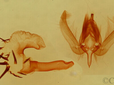 genitalia view of adult Metaponpneumata rogenhoferi