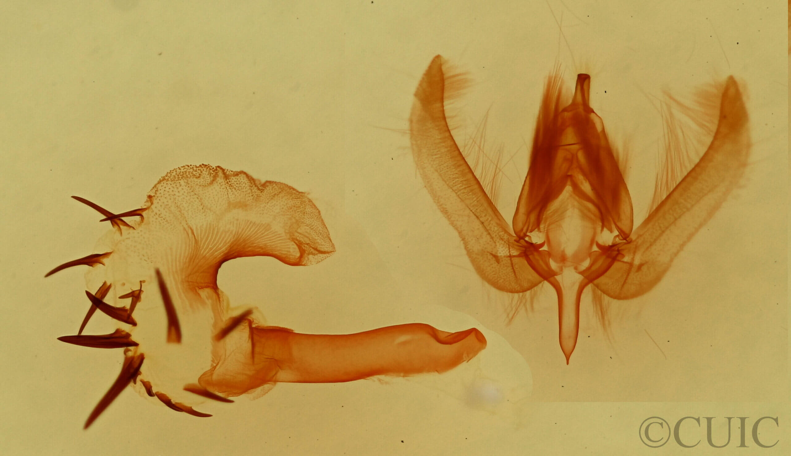 genitalia view of adult Metaponpneumata rogenhoferi