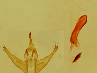 genitalia view of adult Amiana niama