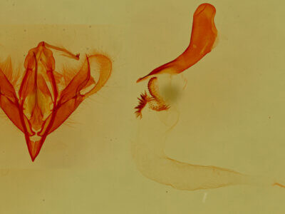 genitalia view of adult Aleptina inca