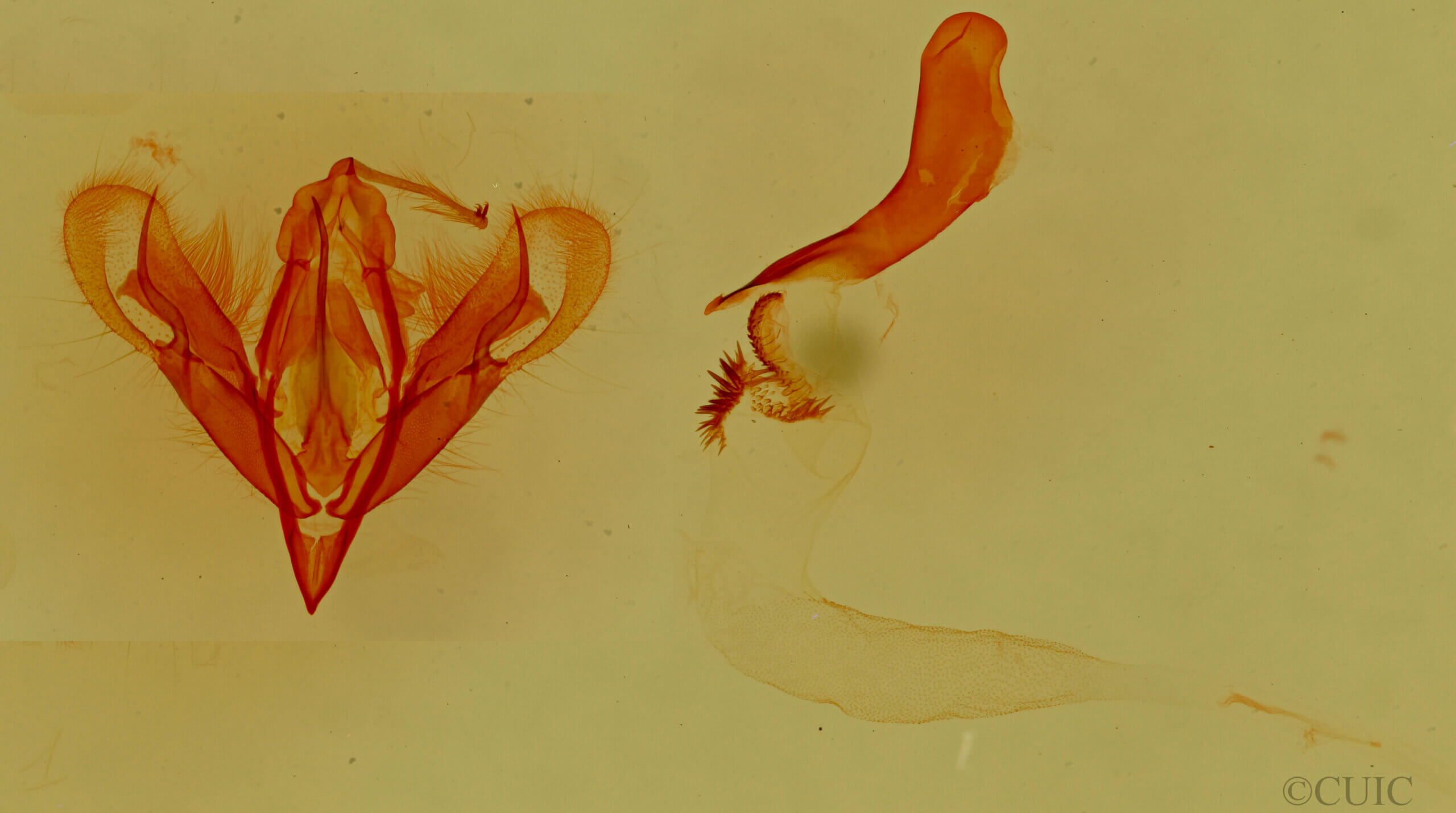genitalia view of adult Aleptina inca
