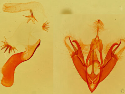 genitalia view of adult Aleptina clinopetes