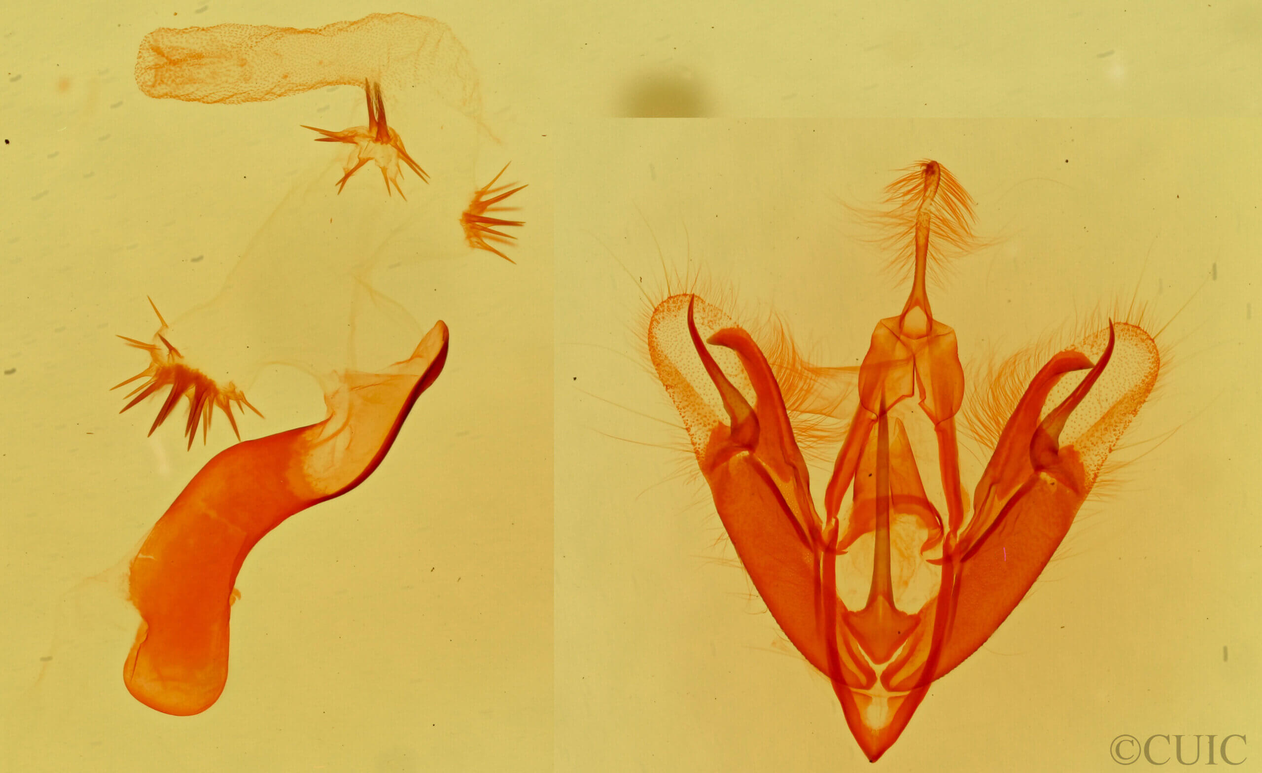 genitalia view of adult Aleptina clinopetes