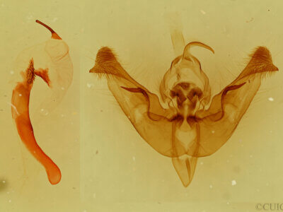 genitalia view of adult Papaipema nepheleptena