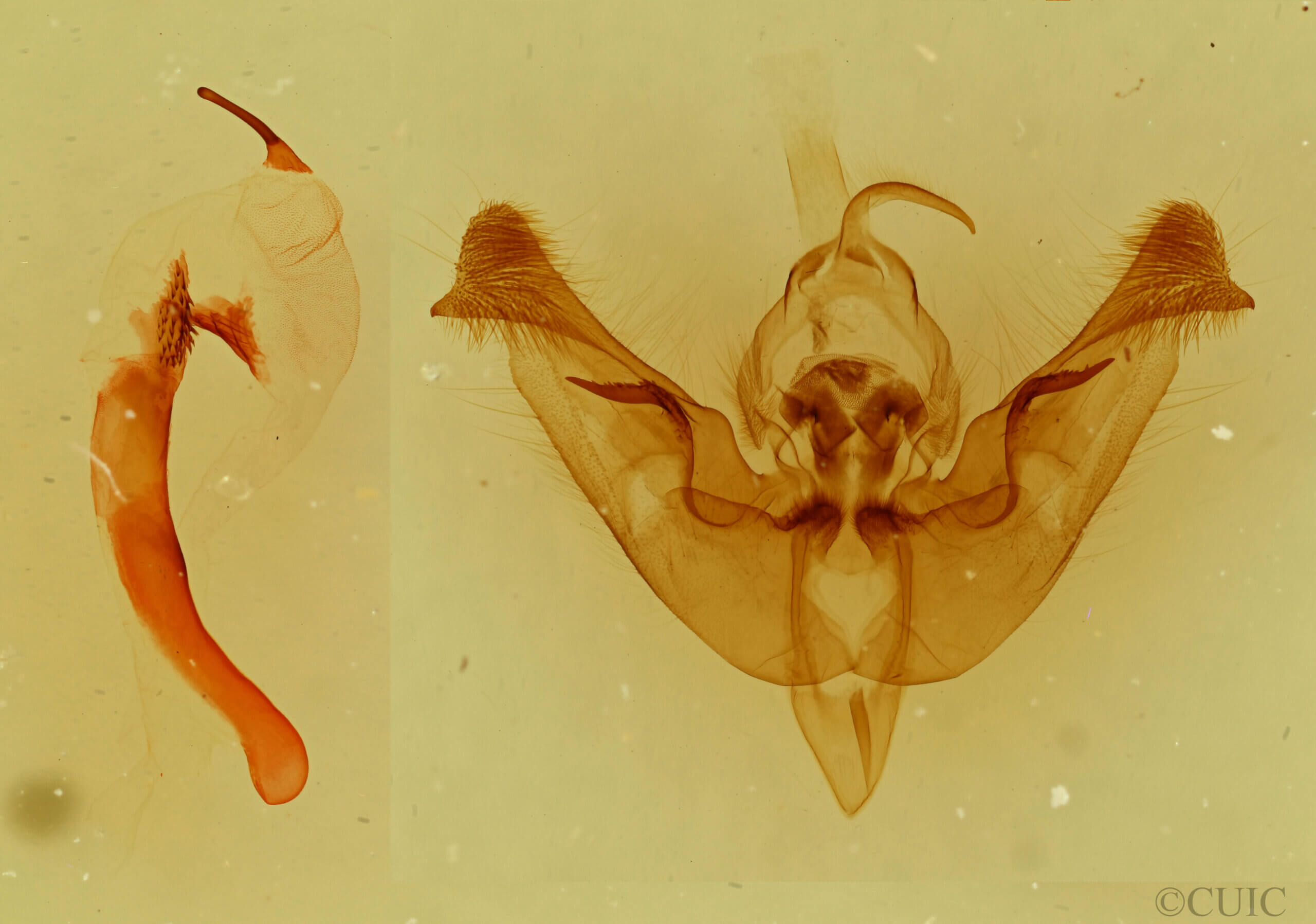 genitalia view of adult Papaipema nepheleptena