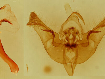 genitalia view of adult Papaipema nepheleptena