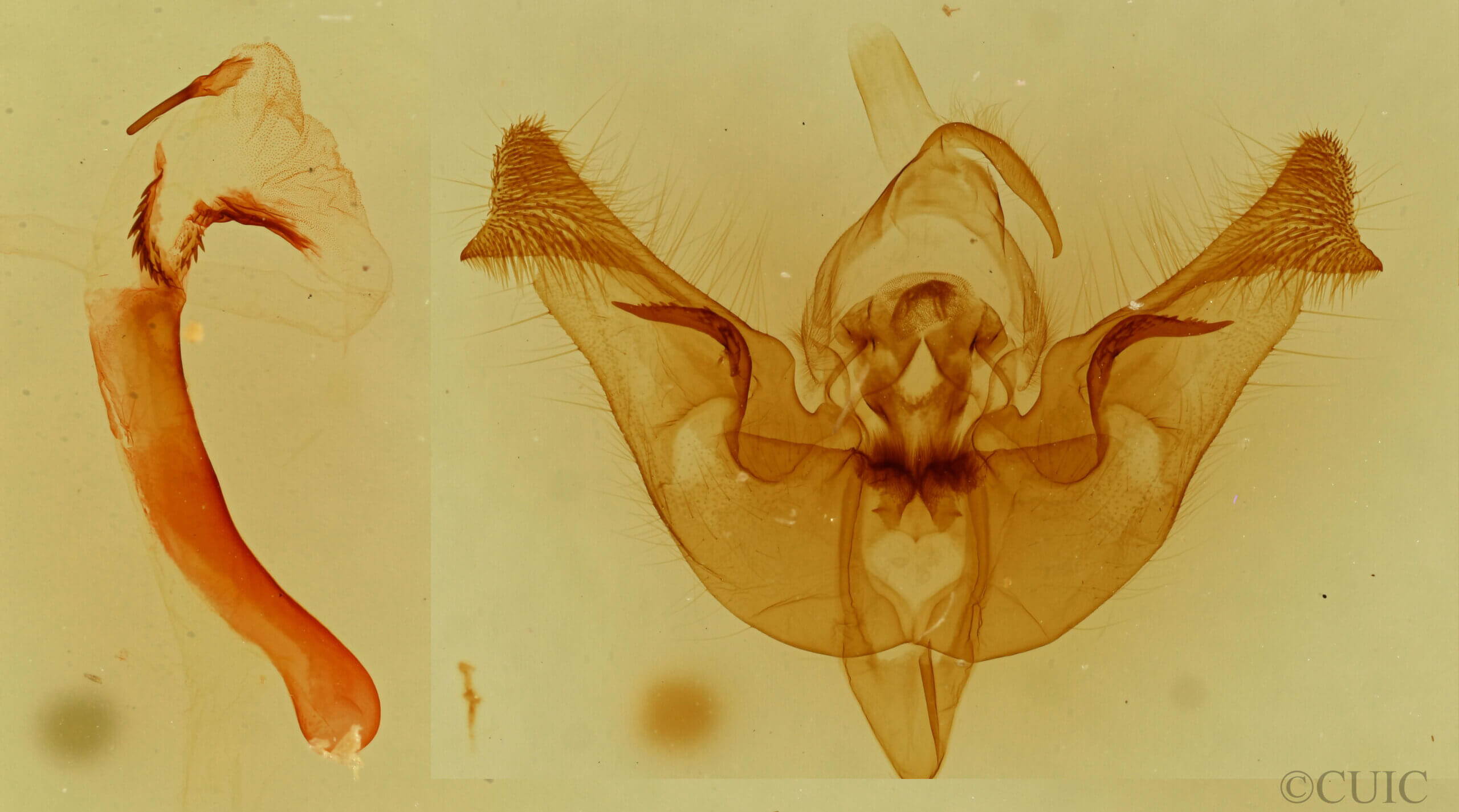 genitalia view of adult Papaipema nepheleptena