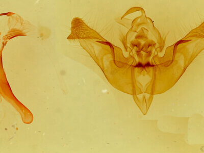 genitalia view of adult Papaipema nepheleptena