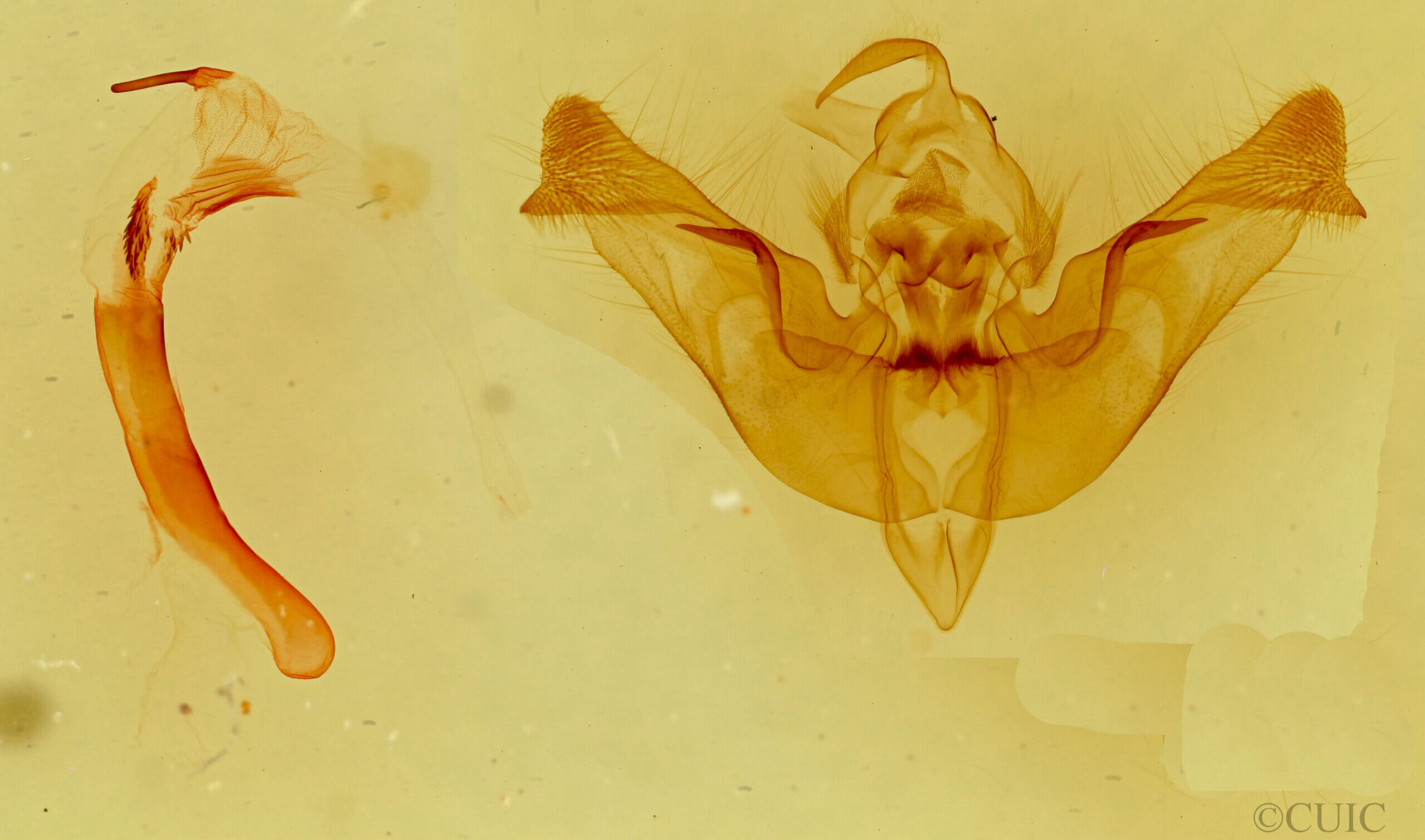 genitalia view of adult Papaipema nepheleptena