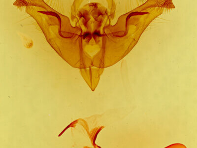 genitalia view of adult Papaipema nepheleptena