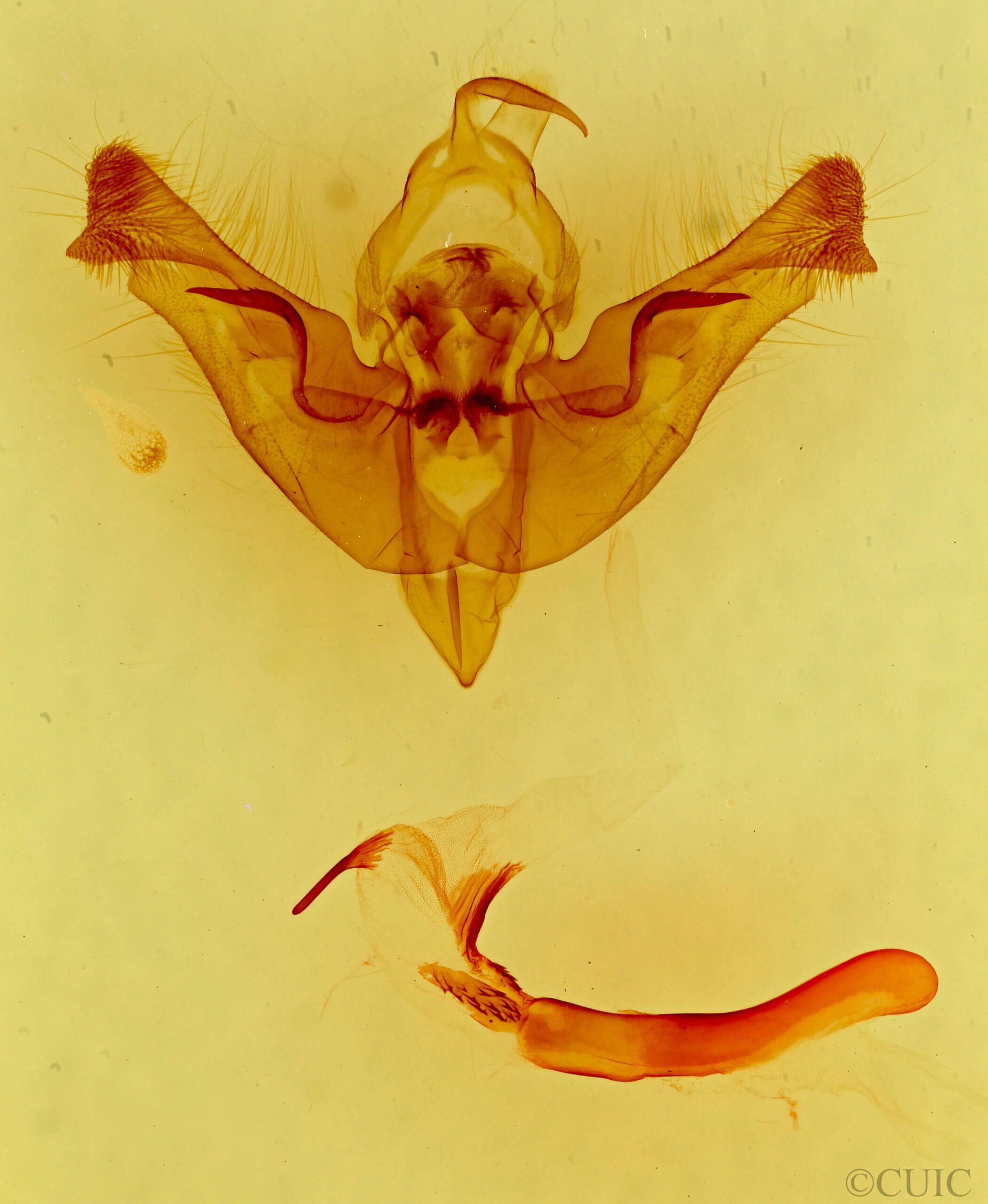 genitalia view of adult Papaipema nepheleptena