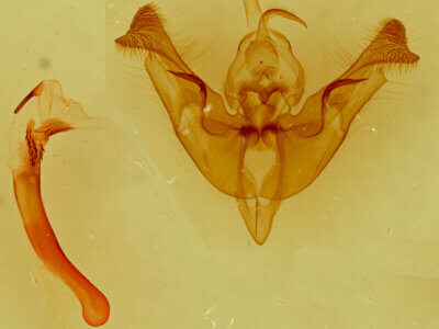 genitalia view of adult Papaipema nepheleptena