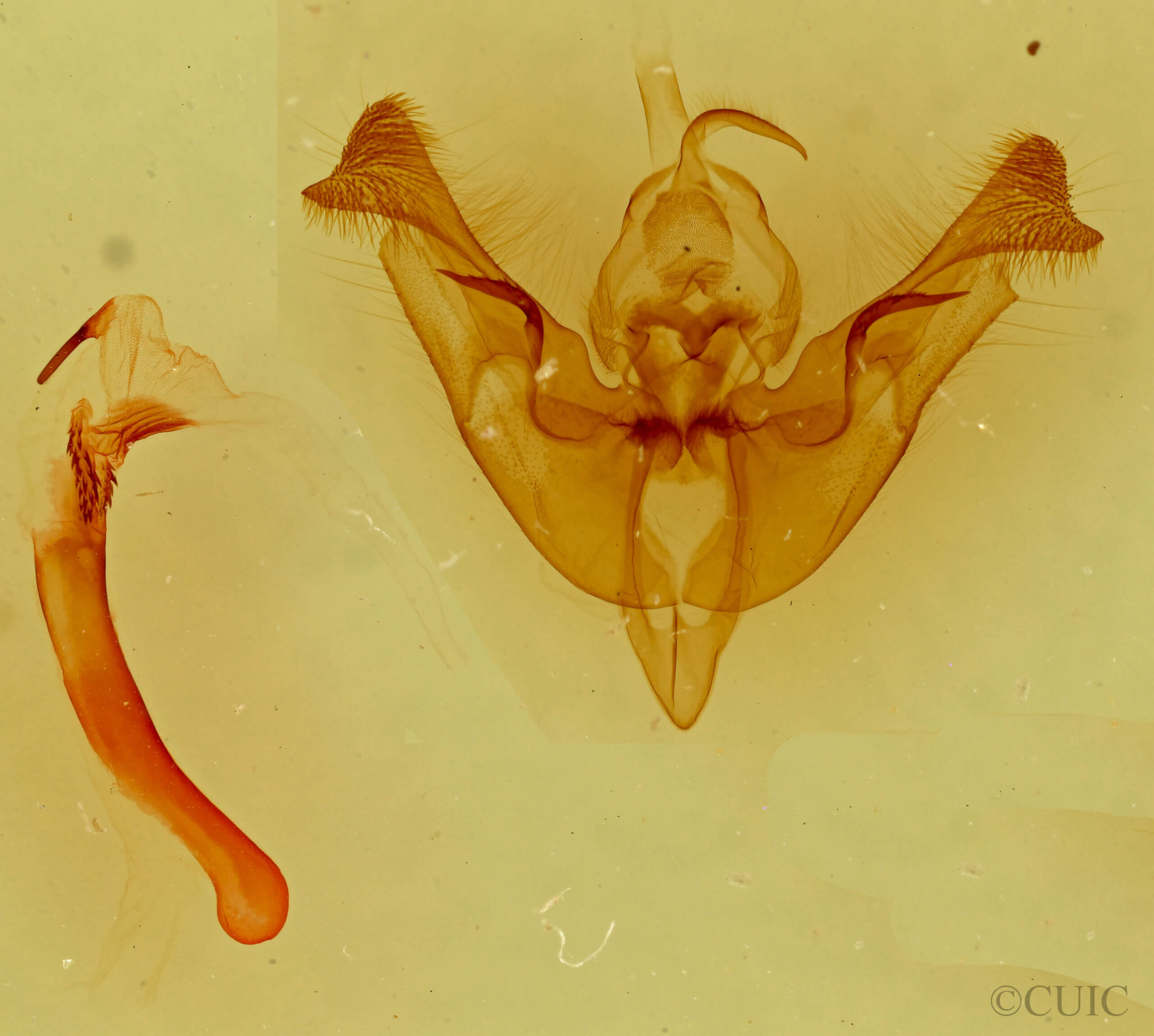 genitalia view of adult Papaipema nepheleptena