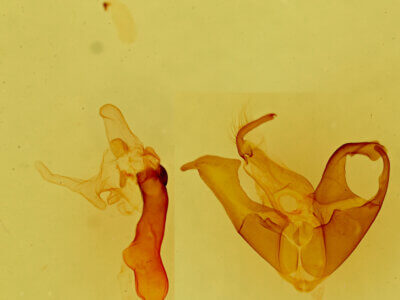 genitalia view of adult Matigramma inopinata