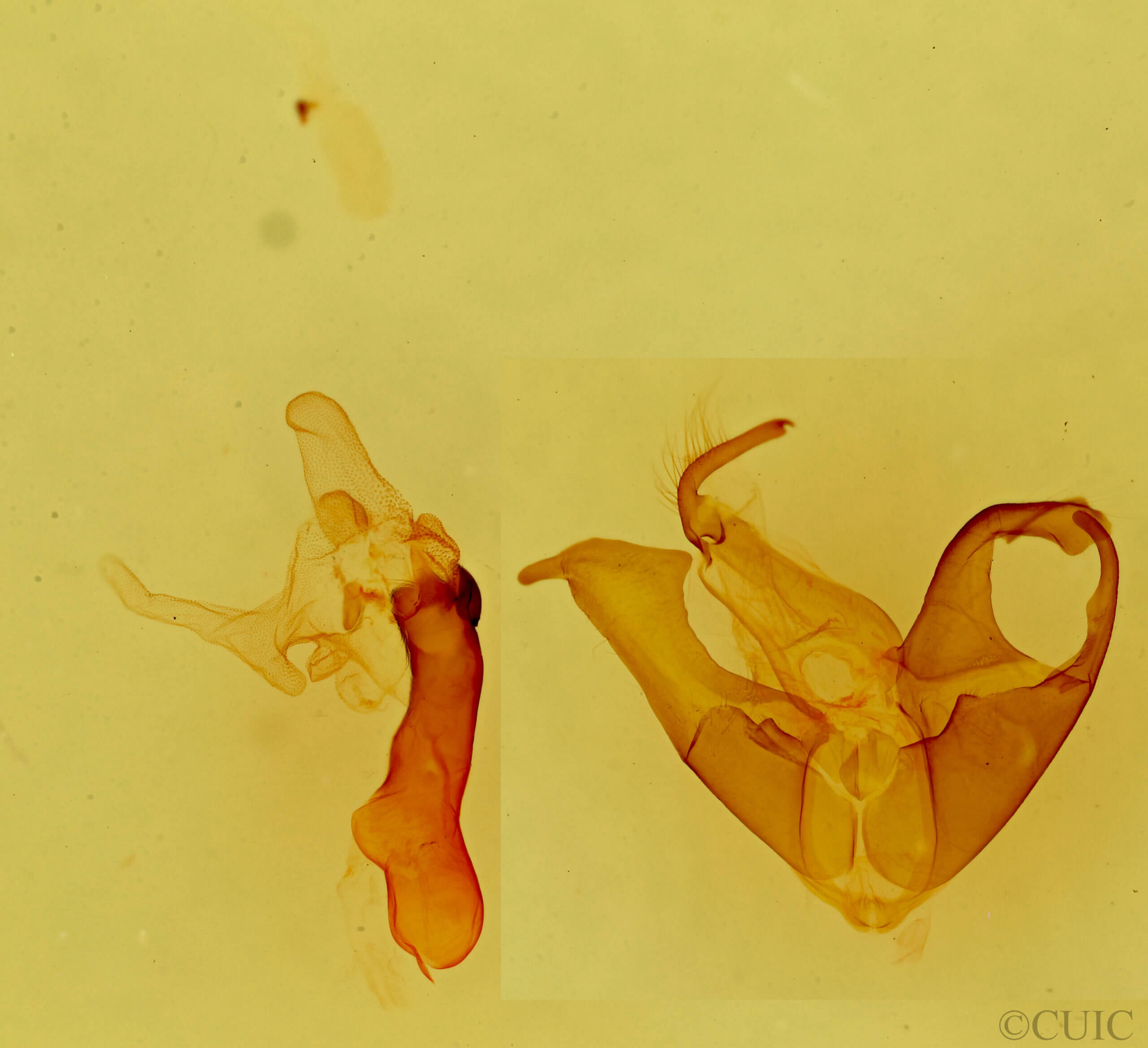 genitalia view of adult Matigramma inopinata