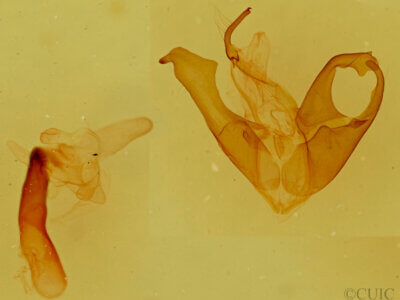 genitalia view of adult Matigramma inopinata