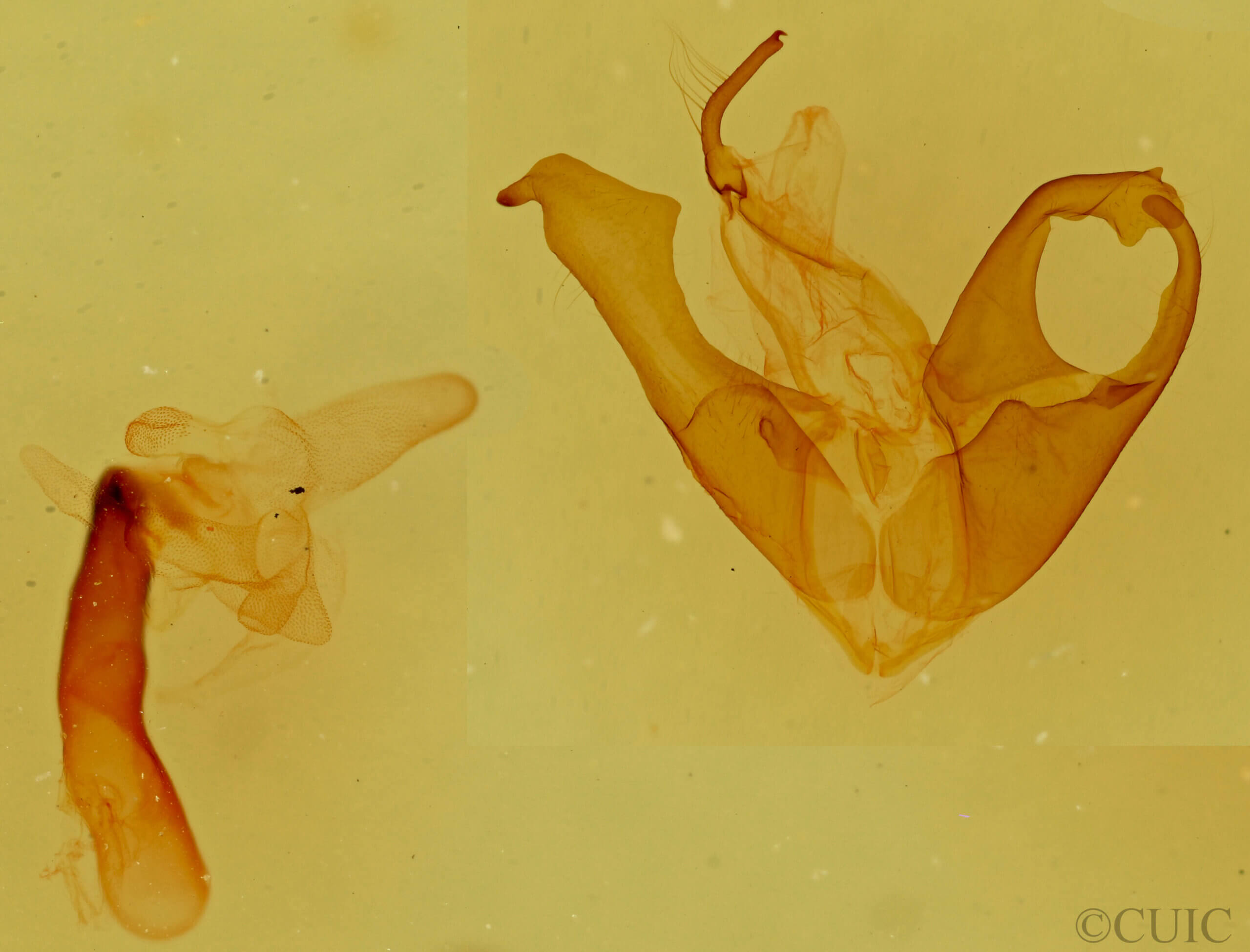 genitalia view of adult Matigramma inopinata